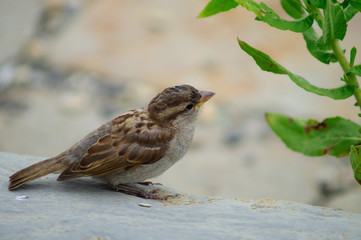 Passero, passera comune, primo piano, uccello primo piano