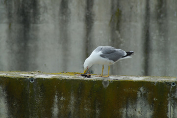 Gabbiano al mare in volo con preda nel becco, uccello marino