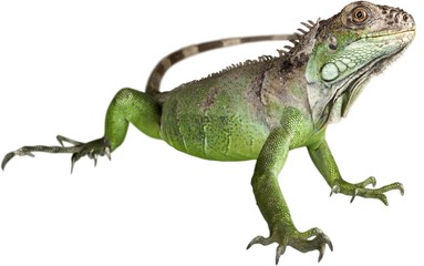 Iguana, Lizard, Reptile.
