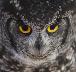 Owl eyes