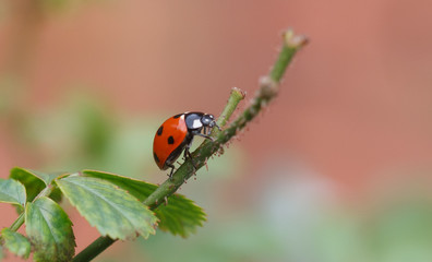 Ladybird