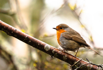 Fototapeta premium Robin on twig