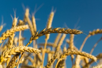Wheat, Agriculture, Cereal Plant.