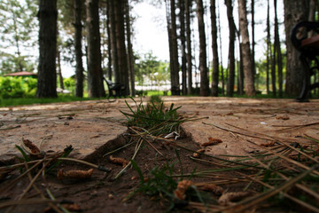Park