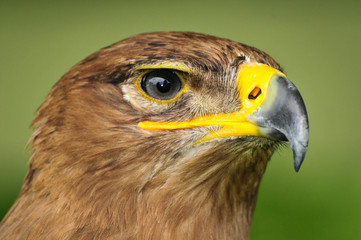 Harris Hawk
