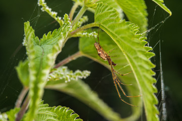 Ragno tessitore su una foglia erbacea verde 