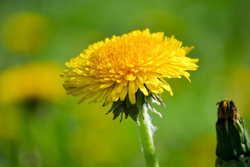 Late Spring Dandy Lion in Lancaster County Pennsylvania