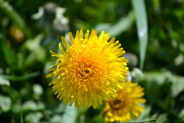 Late Spring Dandy Lion in Lancaster County Pennsylvania