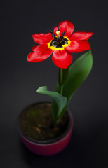 Red tulip
