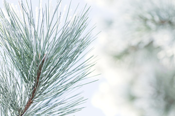 Evergreen Tree & Winter Hoar Frost, sub-zero temperatures on sunny winter morning. 
