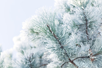 Hoar Frost covered pine needles during bright but cold winter day. 