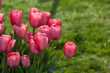 tulips