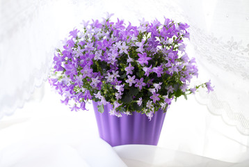Campanula Flowers in Windowsill. Lacy eyelet curtains in natural light. 