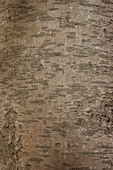 Tree trunk texture