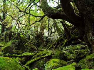 Primeval forest at Yakushima in Japan