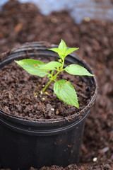 A close up view of someone growing a plant in a container. 