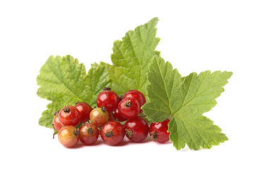 Красная смородина с зелеными листьями