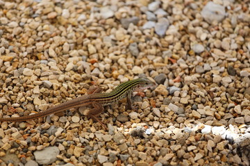 A close up view of a whip tail lizard sitting on gravel. 