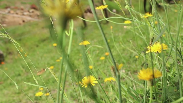 v&iacute;deo de diente de le&oacute;n 