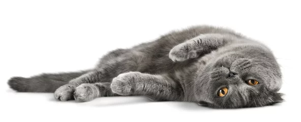 Foto op Aluminium Cat, cats, kitty. © BillionPhotos.com