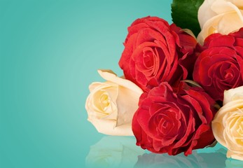 Rose, Yellow, Flower.