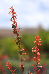 A red yucca bloom flower, with seed pods growing on the stem, as well. 
