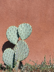 Cactus and stucco wall