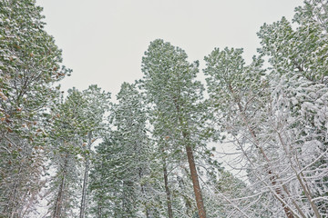 Looking up at tall snow covered evergreen trees on a cold winter's day, overcast sky. 
