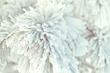 Beautiful details of thick Hoar Frost on a Pine Tree Background