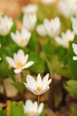 Spring wildflowers - white anemones