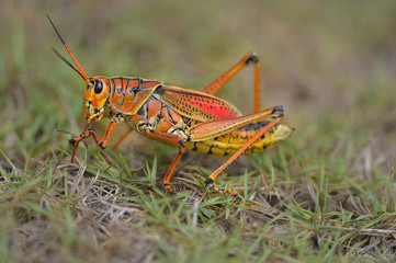 southeastern lubber grasshopper is landing on the grass
