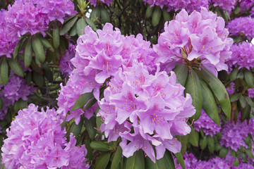 Rhododendron with large showy flowers