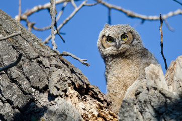 Young Owlet Making Direct Eye Contact From Its Nest