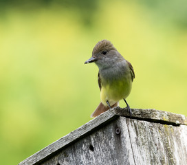 Great Crested Flycatcher 