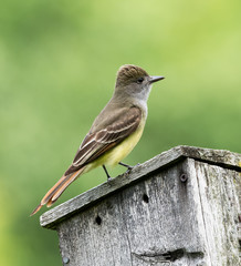 Great Crested Flycatcher 