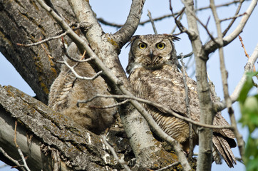 Great Horned Owl Making Direct Eye Contact with You