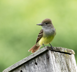 Great Crested Flycatcher 
