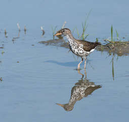 Spotted Sandpiper
