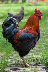 Rooster