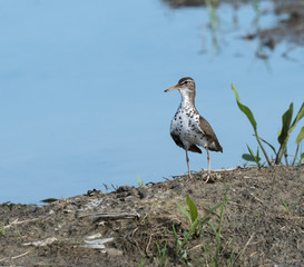 Spotted Sandpiper