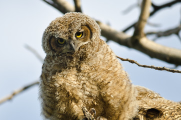 Young Owlet Making Direct Eye Contact From Its Nest