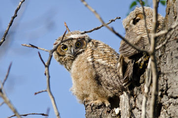 Young Owlet Making Direct Eye Contact From Its Nest