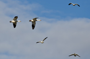 Obraz premium Two Snow Geese Flying in a Cloudy Sky