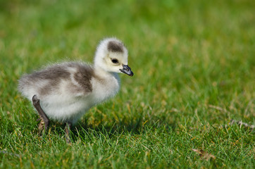 Adorable Little Gosling Looking for Food in the Green Grass