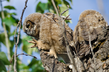 Young Owlet In Its Nest with Claw Extended