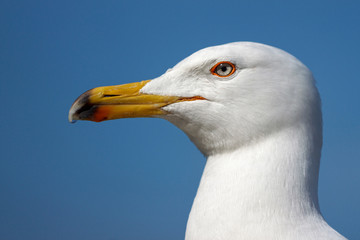 Sea gull head portrait