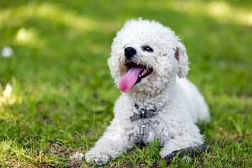 bichon in the park