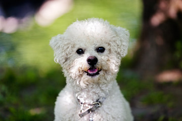 bichon in the park