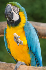 Beautiful blue and gold macaw parrot eating feed