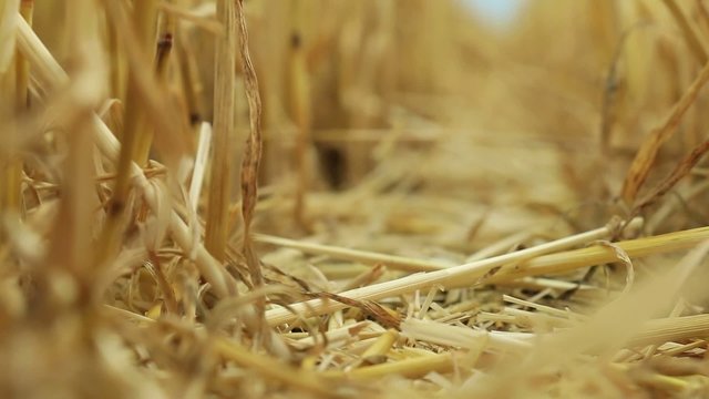 The rice filed after harvested